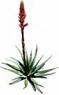 Aloe Vera http://images.onlc.eu/aloeminceurNDD//124131117872.jpg