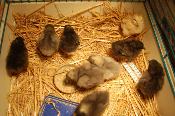 http://images.onlc.eu/echosphereNDD//123196678846.jpg