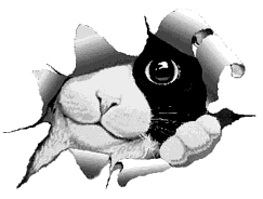 http://images.onlc.eu/escaletropicaleNDD//12509185021.gif