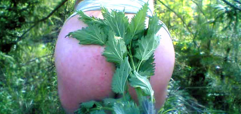 http://images.onlc.eu/fesseeNDD//127550029371.jpg
