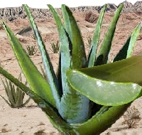 Aloe Vera plante