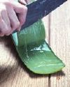 Aloe Vera Mucilage