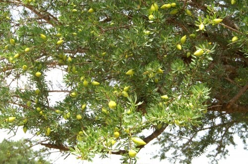http://images.onlc.eu/jardinsexotiqueNDD//12420829300.jpg