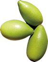 http://images.onlc.eu/jardinsexotiqueNDD//124216518379.png