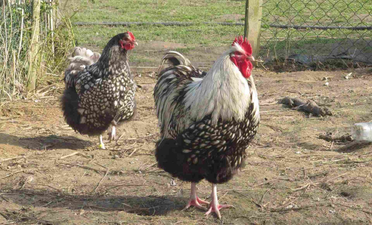poussin orpington 152282190488