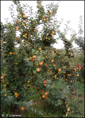 Pommes et Jus de pommes bio - JP Sclaminec