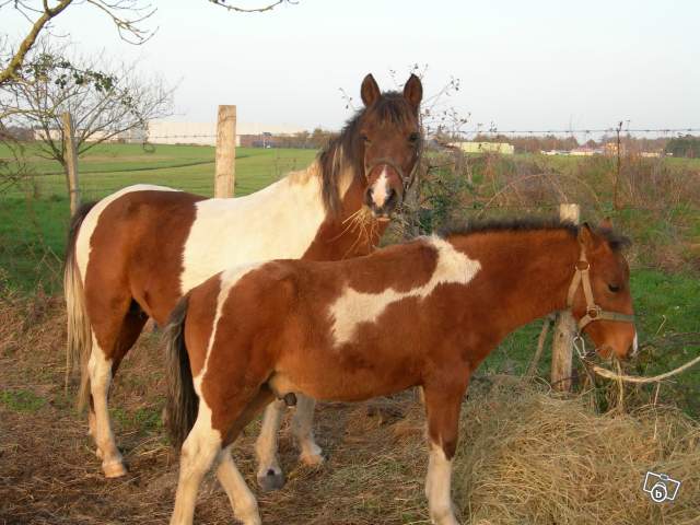 http://images.onlc.eu/second-souffleNDD//126881409538.jpg http://images.onlc.eu/second-souffleNDD//126881409538.jpg